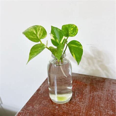 黃金葛 水耕